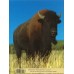 Yellowstone - In Pictures - CHINESE Translation Insert