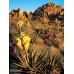Joshua Tree Book/ America's National Parks Blu-ray Combo