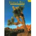 Joshua Tree - The Story Behind the Scenery